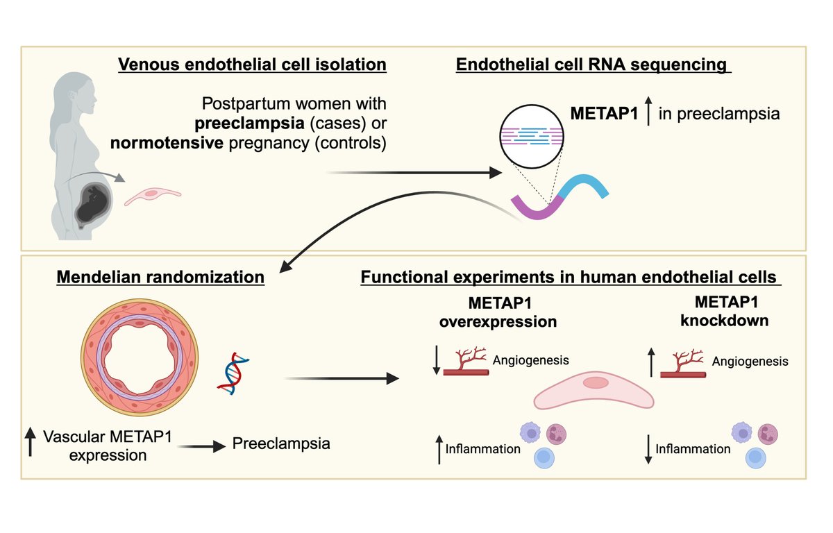 Circulation Research (@circres) on Twitter photo <a href="/mapabonp/">Maria A. Pabón, MD</a> used human venous #EC transcriptional profiling & found #METAP1 expression as a potential mechanism underlying EC dysfunction in #preeclampsia. Learn more at ahajrnls.org/4g406Rn
<a href="/mchonig/">Michael Honigberg, MD, MPP</a> @naomihamburg <a href="/emilyswlau/">Emily Lau, MD, MPH</a> <a href="/lihaobo/">Haobo LI, Ph.D.</a> @jeniferBrown @DrMAardissino <a href="/mapabonp/">Maria A. Pabón, MD</a> used human venous #EC transcriptional profiling & found #METAP1 expression as a potential mechanism underlying EC dysfunction in #preeclampsia. Learn more at ahajrnls.org/4g406Rn
<a href="/mchonig/">Michael Honigberg, MD, MPP</a> @naomihamburg <a href="/emilyswlau/">Emily Lau, MD, MPH</a> <a href="/lihaobo/">Haobo LI, Ph.D.</a> @jeniferBrown @DrMAardissino