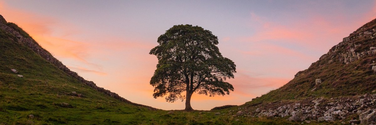 Rewatching The West Wing for the umpteenth time… and 😲 Is that the much missed Sycamore Gap Tree on Toby Ziegler’s (<a href="/Richard_Schiff/">Richard Schiff</a>) pinboard!?!?

<a href="/nationaltrust/">National Trust</a>