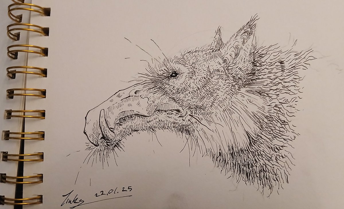 Creature in ink

#art #traditionalart #caligraphy #InkDrawing