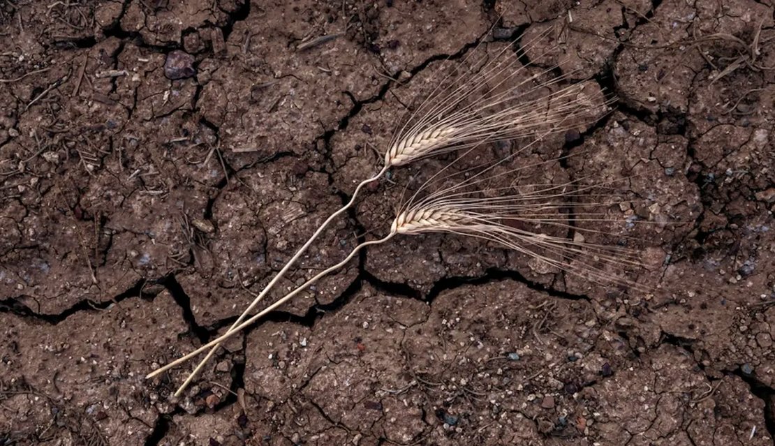 JimBair62221006's tweet photo. World's top wheat exporter makes concerning  decision after experiencing heavy losses: 

"The profitability of grain  crops is approaching zero"

This may be a canary in the coal mine, a harbinger of what could be coming globally as a result of climate change https://t.co/eXZNrVIdkh
