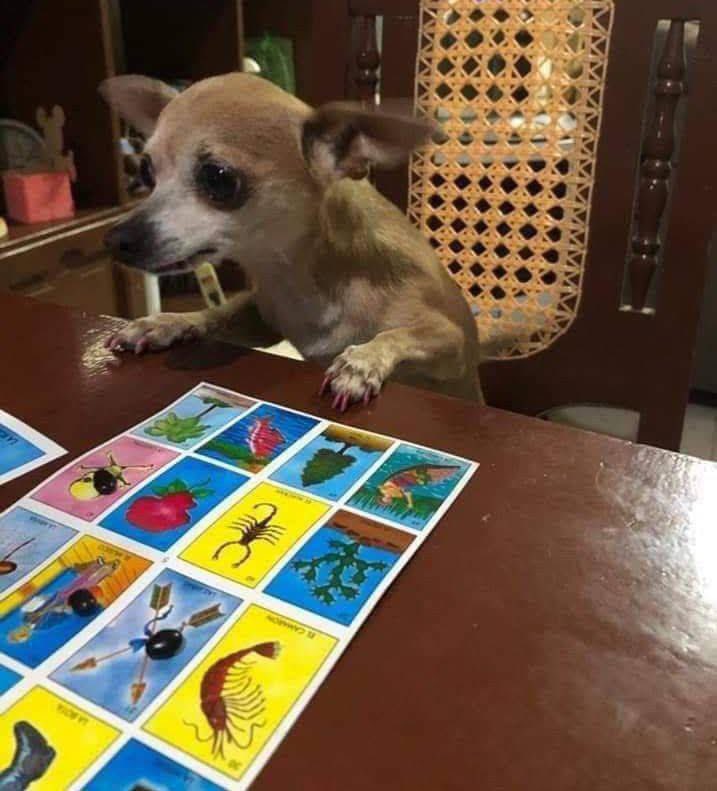 corridosybandas's tweet photo. Cuando gritan lotería y apenas tienes 3 frijoles https://t.co/Ylb7A0Op3e