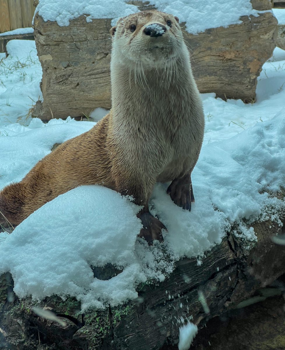 Houston Zoo tweet media