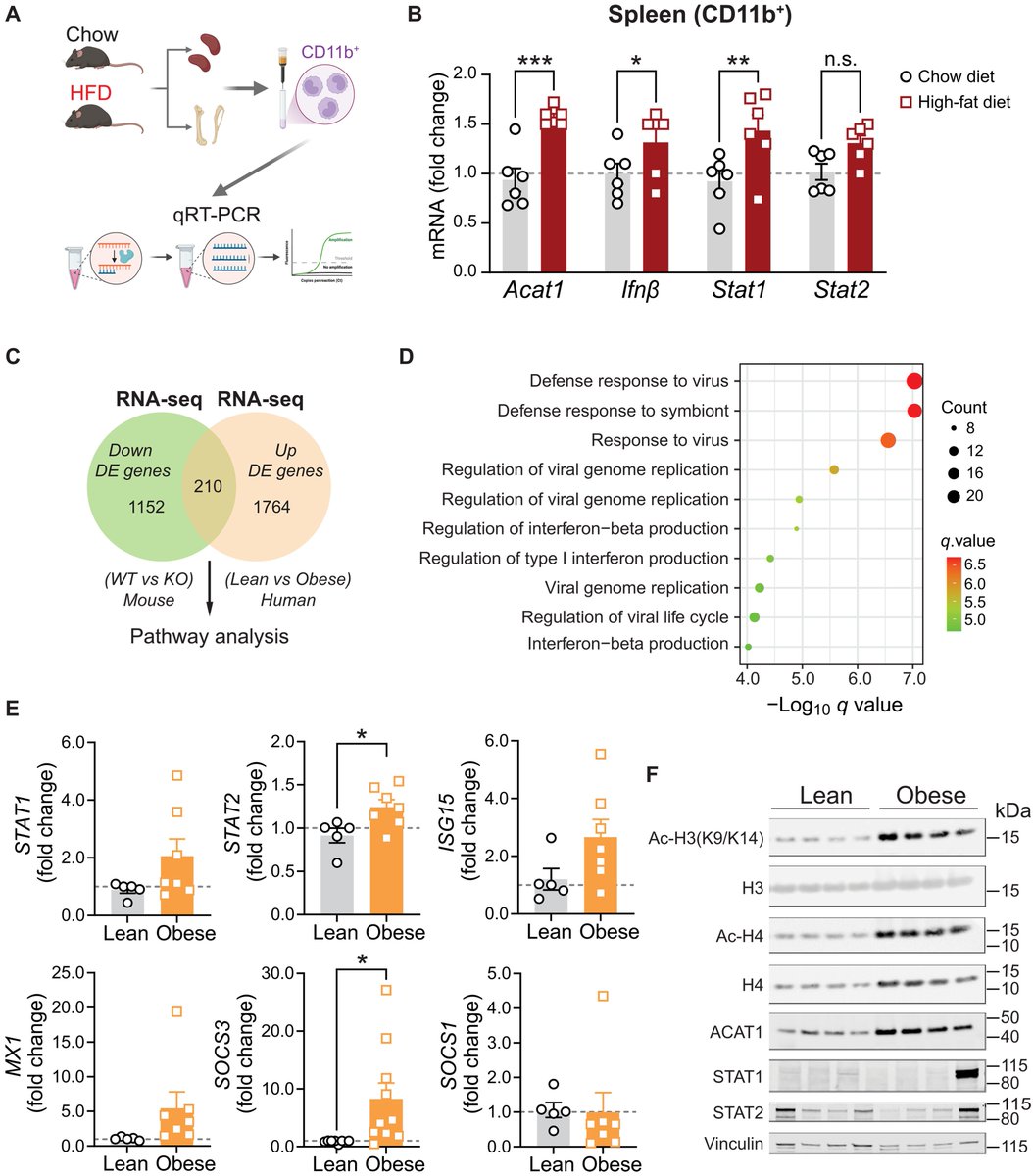 Waggoner Lab (@labwaggoner) on Twitter photo Mitochondrial fatty acid oxidation is essential for the epigenetic control of type I interferon signaling
<a href="/ScienceAdvances/">Science Advances</a>
science.org/doi/10.1126/sc… Mitochondrial fatty acid oxidation is essential for the epigenetic control of type I interferon signaling
<a href="/ScienceAdvances/">Science Advances</a>
science.org/doi/10.1126/sc…