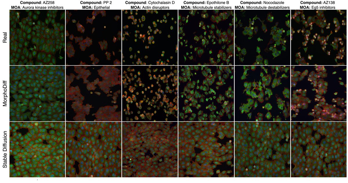 Our first accepted paper in 2025: 

🚀 Introducing MorphoDiff: Our new diffusion-based generative pipeline for high-resolution cellular morphology prediction, guided by perturbation signals, now accepted at ICLR 2025!

✨ Key Contributions:
1️⃣ Perturbation-guided generation: