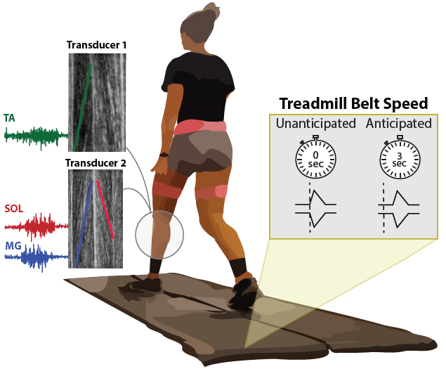 Jason Franz (@franzbiomech) on Twitter photo Fun with ultrasound! The latest from <a href="/emkeich/">Emily Eichenlaub</a> "Anticipation augments distal leg muscle neuromechanics before, during, and after treadmill-induced perturbations applied during walking". Out now in <a href="/JBiomech/">Journal of Biomechanics</a> with help from <a href="/allenjl12/">Jessica Allen</a> and <a href="/jrcrenshaw/">Jeremy Crenshaw, PhD</a>.
sciencedirect.com/science/articl… Fun with ultrasound! The latest from <a href="/emkeich/">Emily Eichenlaub</a> "Anticipation augments distal leg muscle neuromechanics before, during, and after treadmill-induced perturbations applied during walking". Out now in <a href="/JBiomech/">Journal of Biomechanics</a> with help from <a href="/allenjl12/">Jessica Allen</a> and <a href="/jrcrenshaw/">Jeremy Crenshaw, PhD</a>.
sciencedirect.com/science/articl…