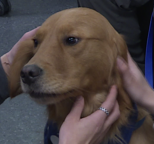 IzzyRMorin's tweet photo. Pet a Puppy has been a treat, helping @sait students relax during stressful school days and after exams. Learn all about it on tonight's #Newfile. #Pets #Dogs #SAITRTBN #StressRelief #Doglovers #Sait #PALS #Volunteers https://t.co/w2yN9jqD3s