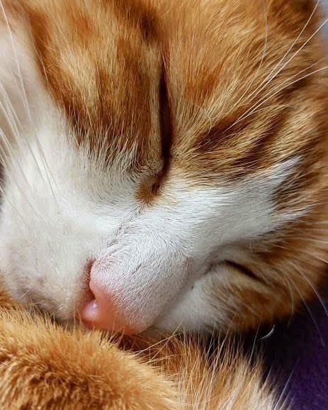 Night night sweet dreamies 

It's okay to have rough days. 
Everyone does.

Your resilience is a light that never dims, no matter the darkness.

Tough times will eventually fade away. Please know you will outlast them.

#cats #cats #Cat #CatsOnTwitter #CatsOfTwitter