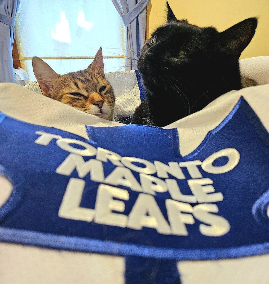#ChewyLeafsMVPets
These two are game ready!
GoLeafsGo!