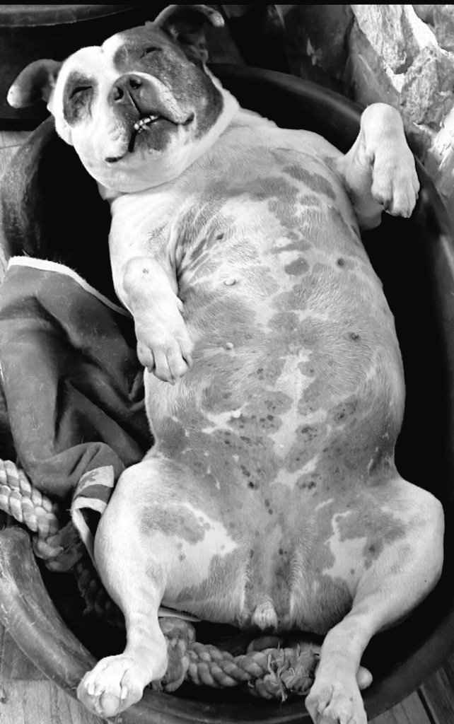 avokatoptimist' tweet media