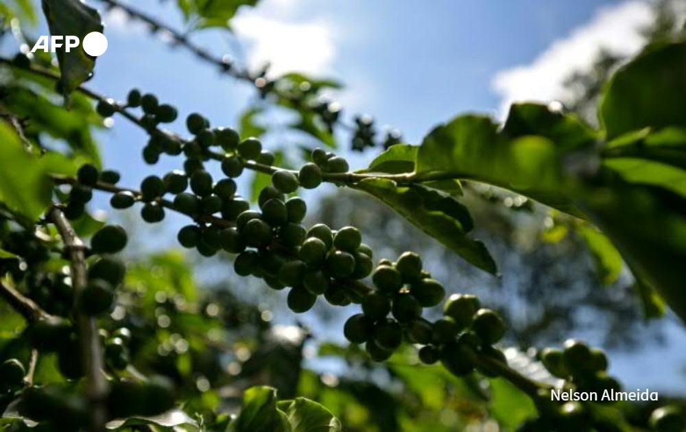 AFPBrasil's tweet image. "Seco demais": cafezais sofrem com clima no #Brasil e preço do grão dispara no mundo u.afp.com/SkBd #AFP por @ff_barrio via @JornalOGlobo #economia #meioambiente #cafe #seca