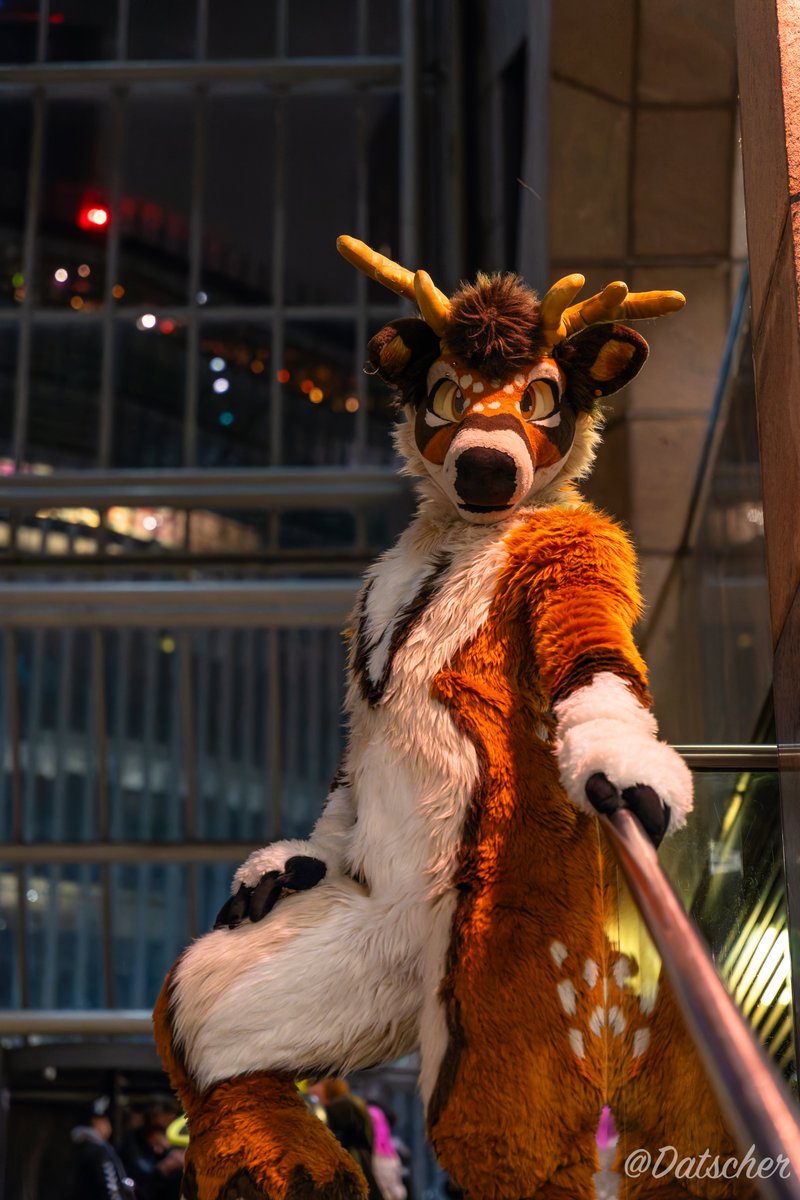 Datscher02's tweet image. Look at those curves!
@vincehooves is always in style. Always.
Happy #FursuitFriday
📷by me (@Datscher02 )
#londonfurs #furry #fursuit