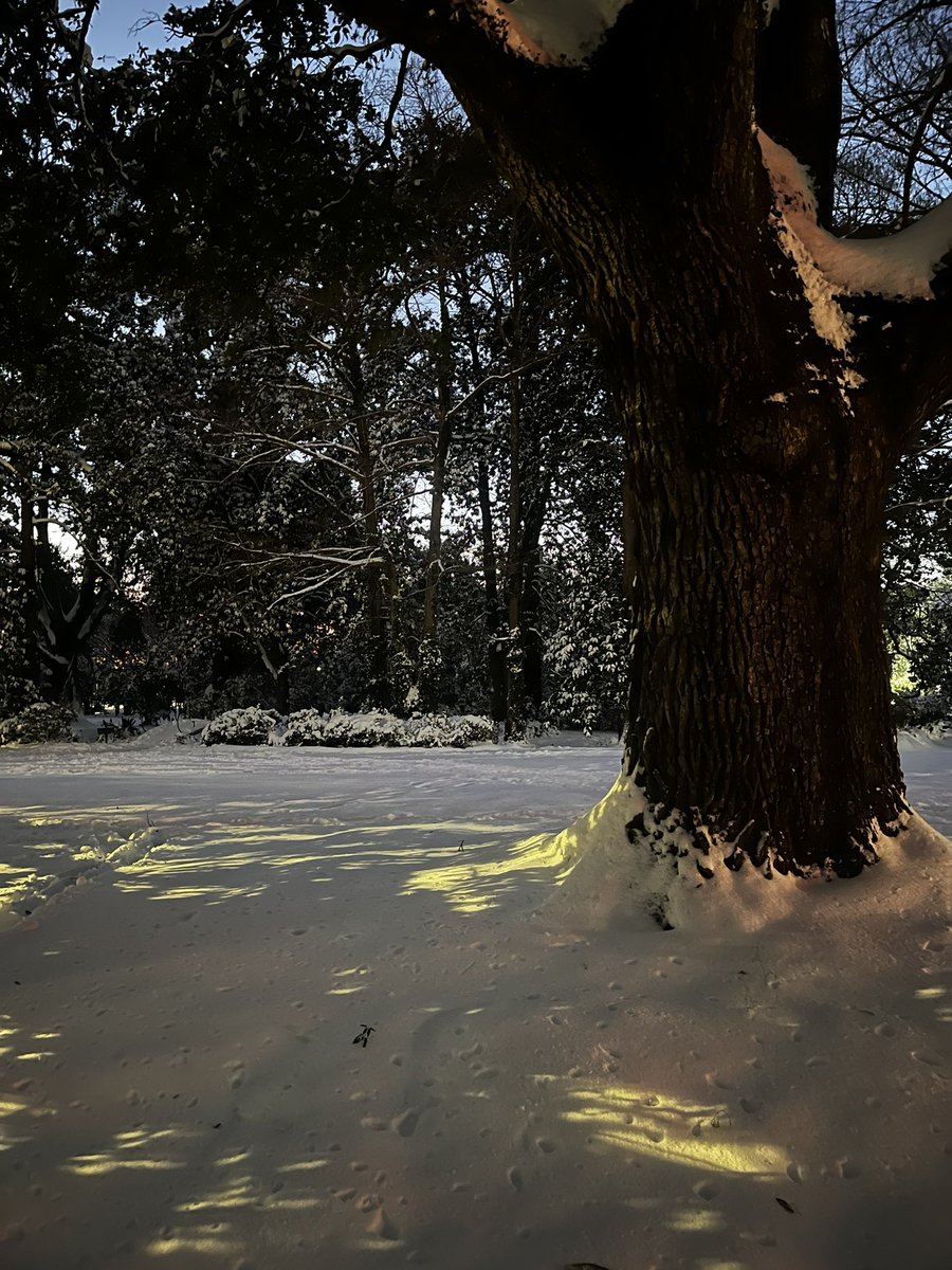 plantmyth's tweet photo. The snow on my college campus is crazy bro 🤯
#Louisiana #Lafayette #Snowday https://t.co/ED66gv1xGn