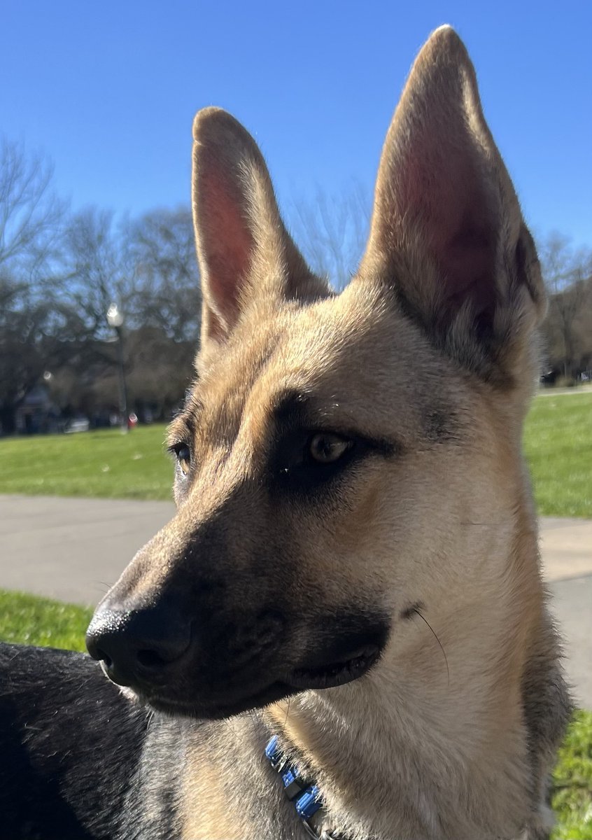 Kota is a very sweet and gentle male GSD-mix puppy (6-7 months, 65 lbs) and is the perfect balance of playful &amp; calm. He gets along with dogs (he's a bit scared of the rough ones) and has just been curious about the kitty.
wagtopia.com/search/pet?id=…
#AdoptDontShop #GSD #RescueDogs