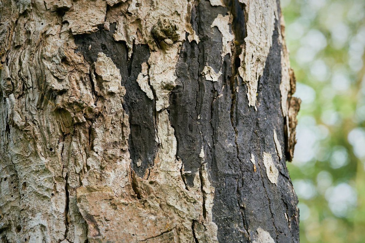 BC Medical Journal (@bcmedicaljrnl) on Twitter photo Read an article from the January/February issue ahead of print: #SootyBarkDisease in BC: A cause of a rare form of #HypersensitivityPneumonitis. Sooty bark disease is caused by exposure to #Cryptostroma corticale. Read the article: bcmj.org/bc-centre-dise… #EarlyOnline <a href="/CDCofBC/">BC Centre for Disease Control</a> Read an article from the January/February issue ahead of print: #SootyBarkDisease in BC: A cause of a rare form of #HypersensitivityPneumonitis. Sooty bark disease is caused by exposure to #Cryptostroma corticale. Read the article: bcmj.org/bc-centre-dise… #EarlyOnline <a href="/CDCofBC/">BC Centre for Disease Control</a>
