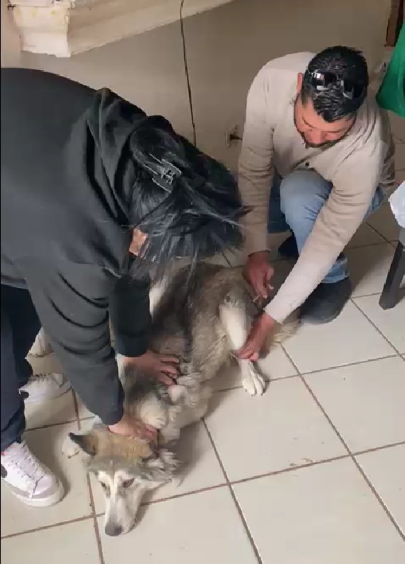 ssaludsonora's tweet photo. 🐶🐱💉 A través del equipo de zoonosis del #DistritoDeSalud04 se recorrieron las calles de la colonia Libertad en Cd. Obregón para realizar la aplicación de vacuna antirrábica canina y felina en mascotas de esta zona de la ciudad.

#SaludSonora https://t.co/yLHMKclwwd