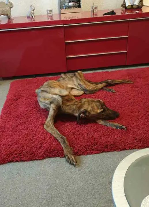 Animal Adoptions UK 🐕‍🦺🐈🐎❤️ tweet media