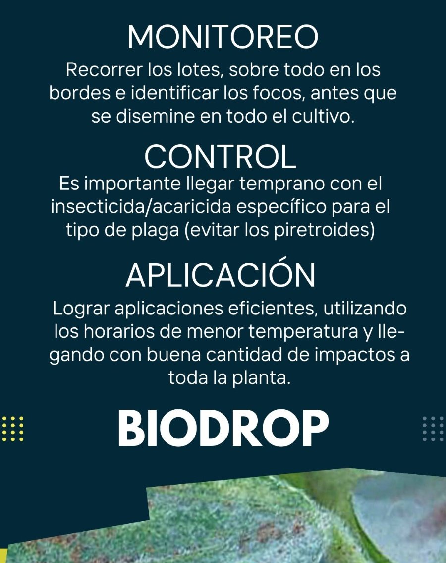 molisoles's tweet photo. 🕷️ ⚠️ Ante la presencia de #Arañuela Roja, estas son nuestras recomendaciones para un #control efectivo

✅ Realizá aplicaciones estratégicas y potenciá el tratamiento con #Biodrop, un aceite metilado siliconado diseñado para asegurar el mojado del cultivo y el cuidado de la gota https://t.co/9Ce1YMd8hm