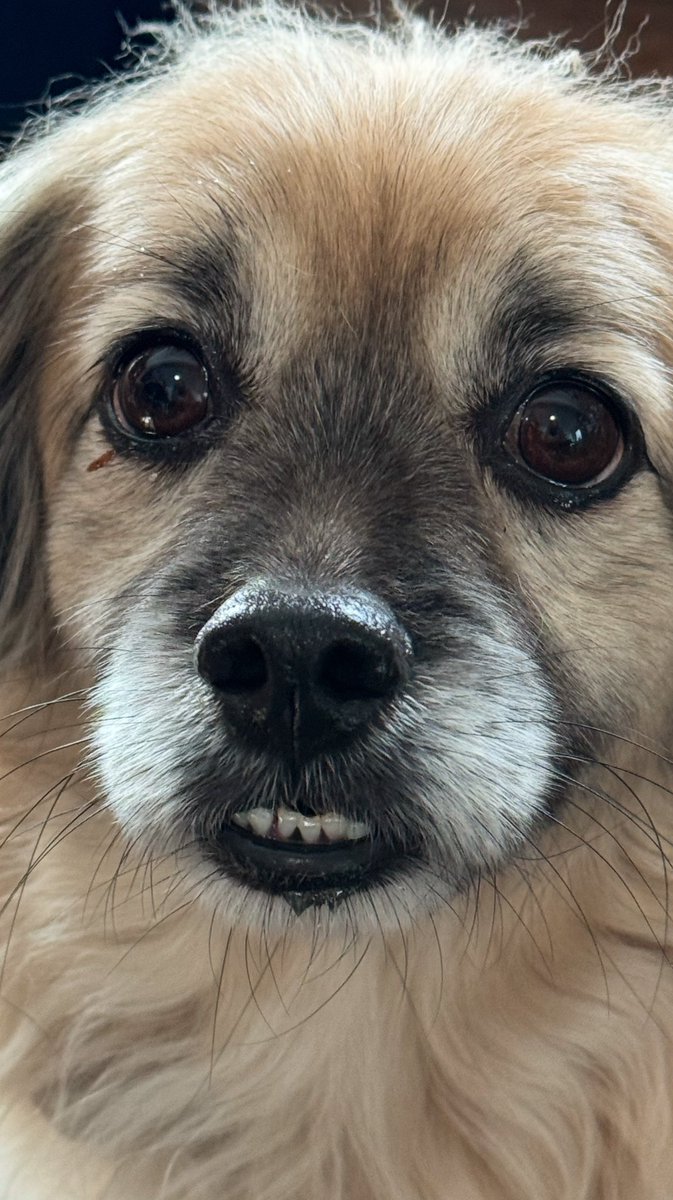 RefugeRR's tweet photo. This is Milo . He was saved years ago from a horrible hoarding / backyard breeding facility . He is so cute but don't let his smoochie face fool you , he has no issues taking anyone down when he has the chance ❤️ https://t.co/9DbQ9W9Nd1