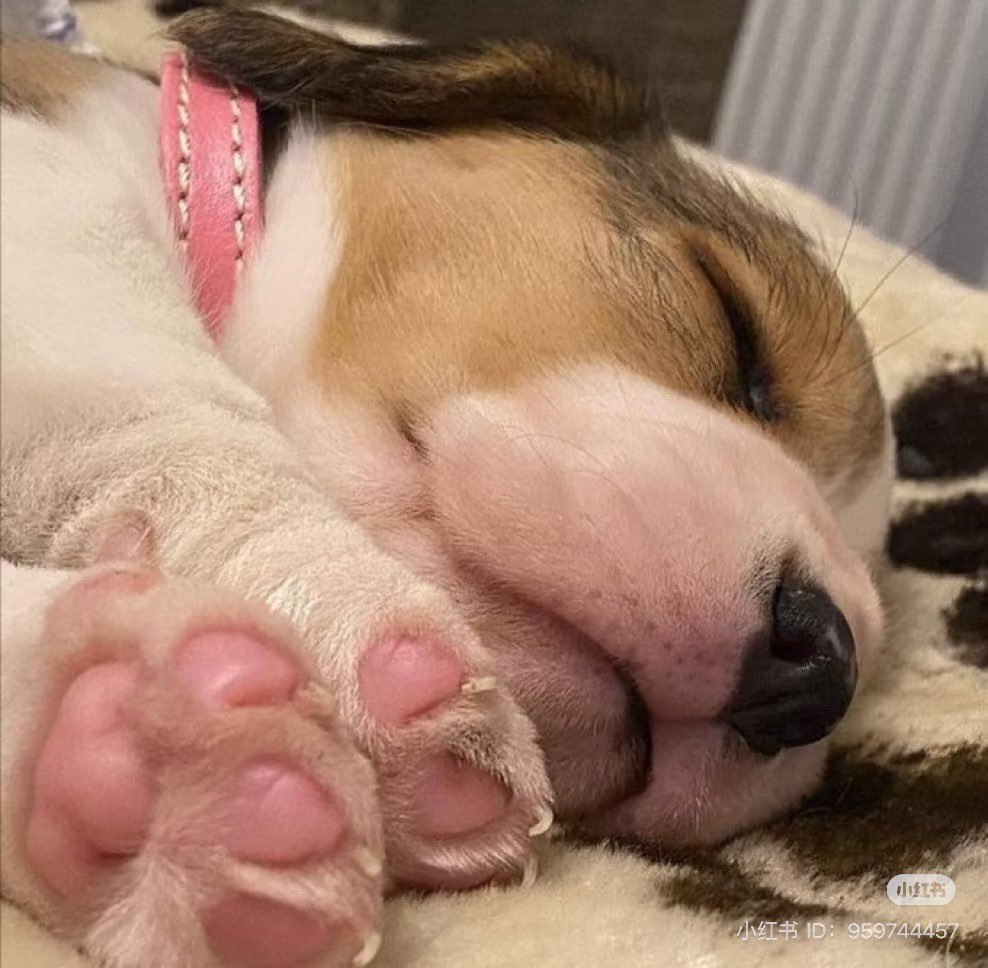 💖 (@twaniimals) on Twitter photo 