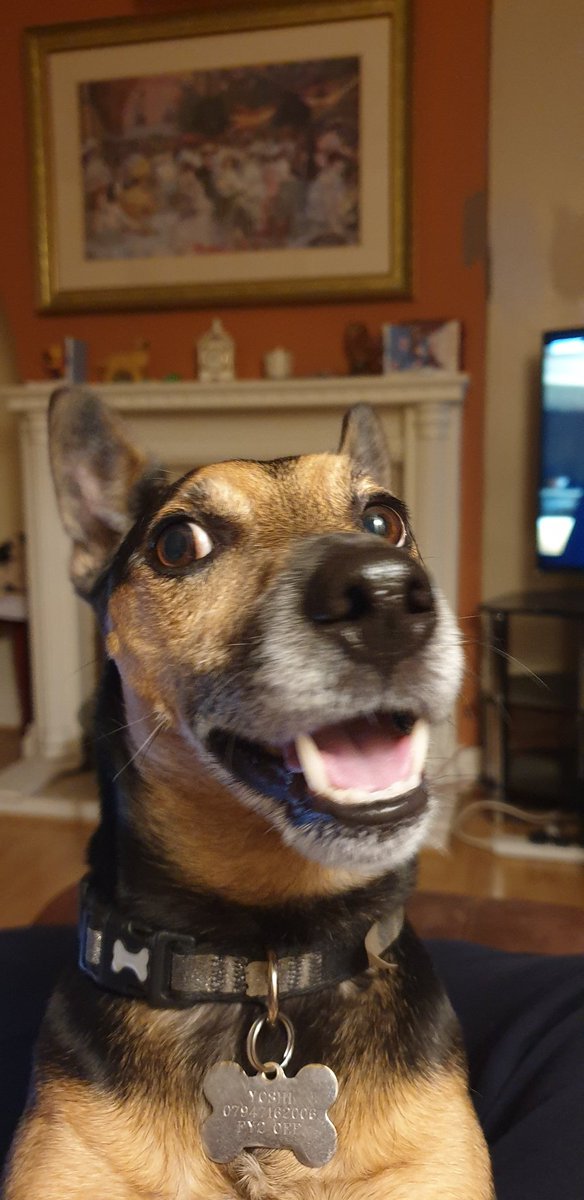 sueby71's tweet photo. @FatherRedMcgee My handsome boy https://t.co/yMSgSa7Q6E