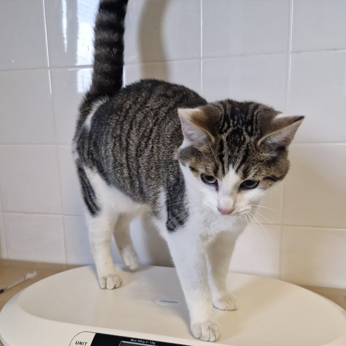 Vanuit Utrecht mee gelift naar Zwolle. 

Ontvangst op 21-01-2025
Utrecht,
Straat onbekend.
Kater, gecastreerd
Geen halsband
Geen chip aangetroffen
3,5 kilo.
Bijz.: meegelift vanuit Utrecht naar Kampen.