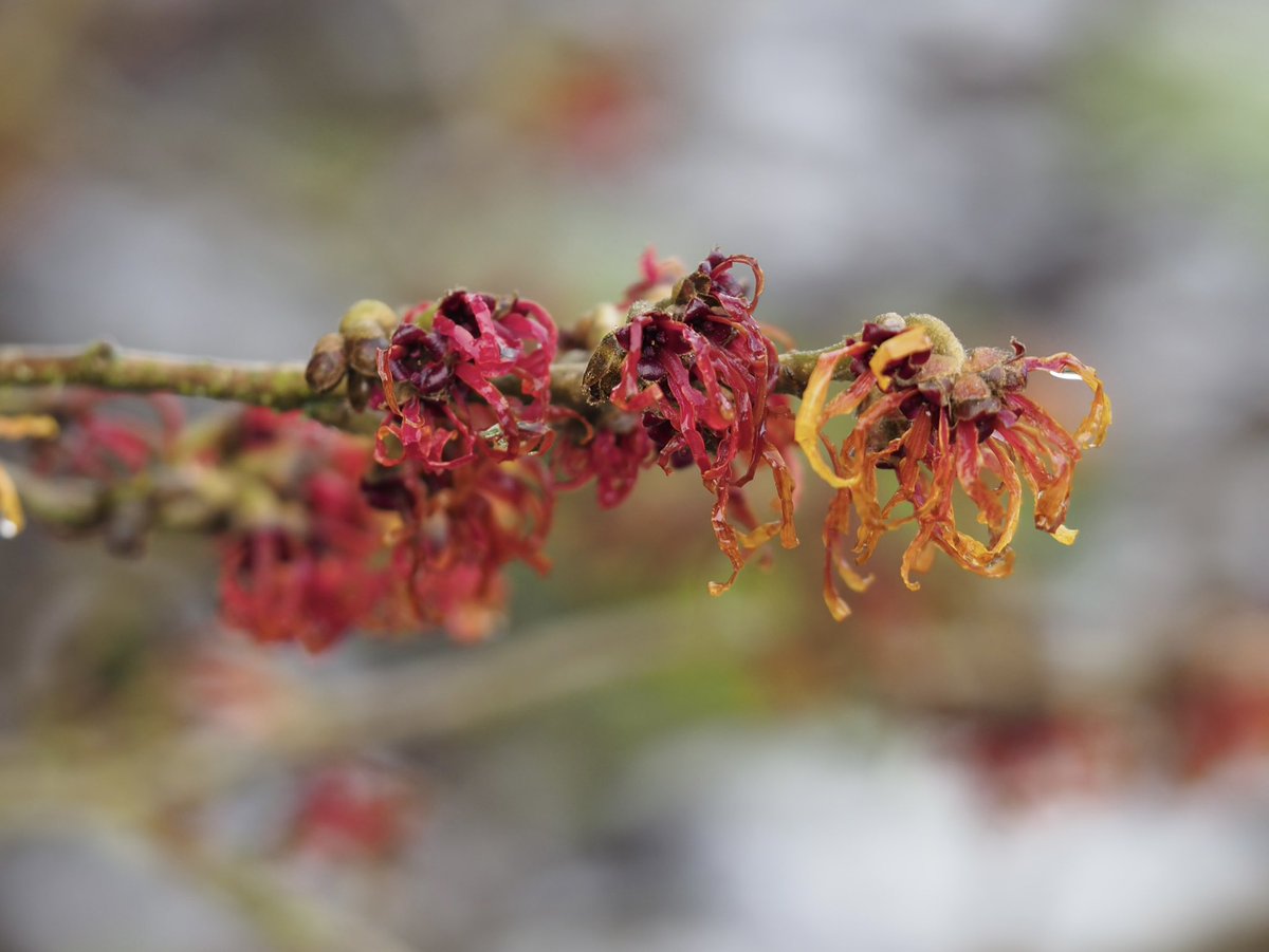 Another lovely witch hazel, Hamamelis x intermedia ‘Jelena’. 

#witchhazel #hamamelis #hamamelisxintermedia