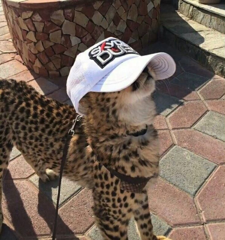 PostsOfCats's tweet image. 