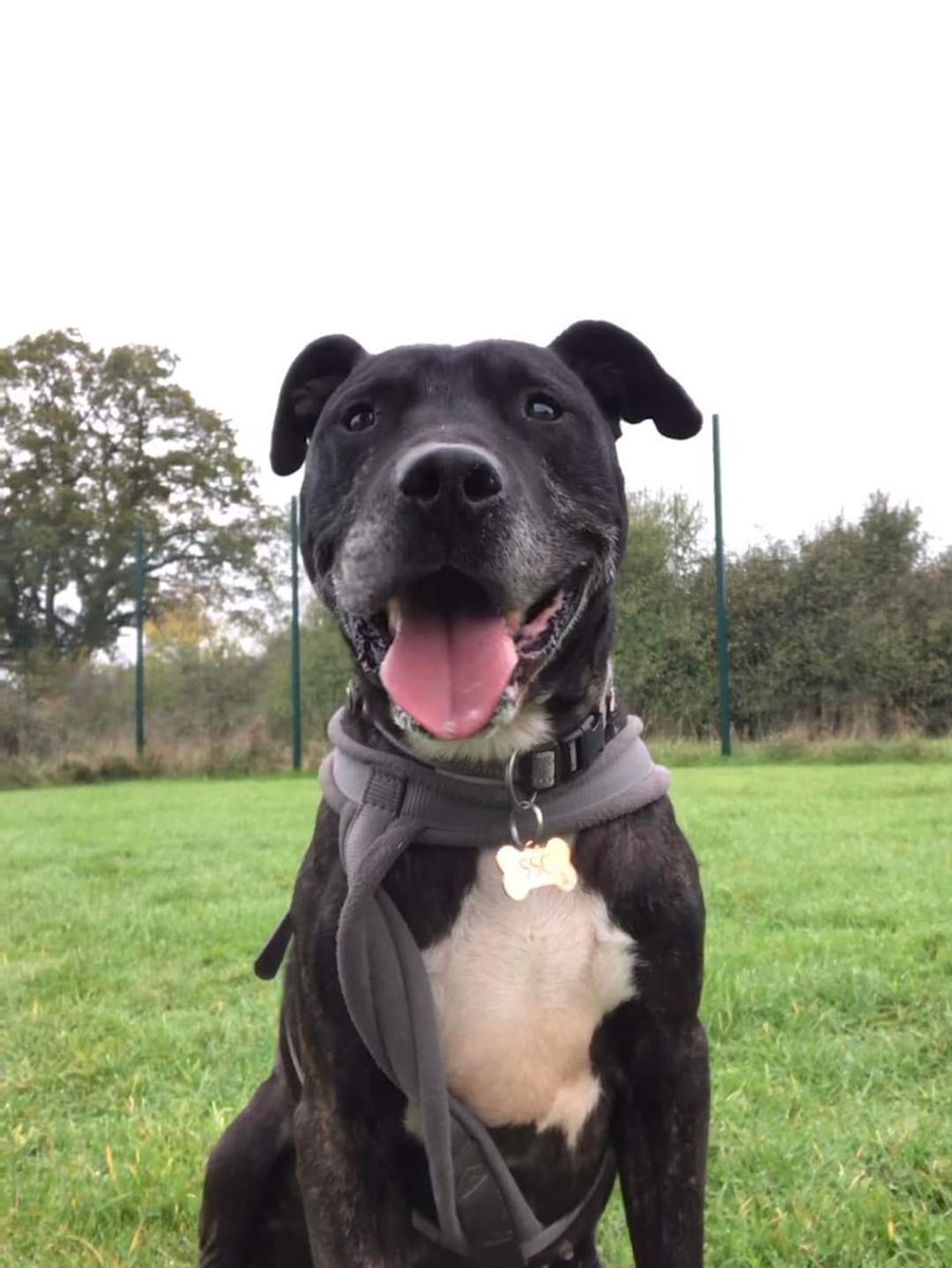 Senior Staffy Club Dog Rescue tweet media