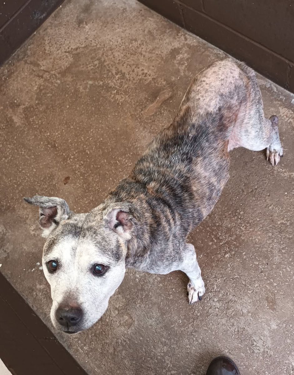 Senior Staffy Club Dog Rescue tweet media