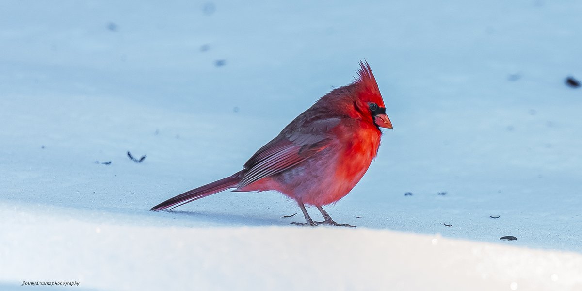 Jimmydreamsmb's tweet photo. Stroll in my neighborhood this margining &cardinals in the snow this morning!
โThose we love don't go away, they walk beside us every day. Unseen, unheard, but always near, so loved, so missed, so very dear.โ
#SnowDay #outdoors #Localphotography
@BradBlakley3 @EmmaScott https://t.co/Pfz8ZNyXQM