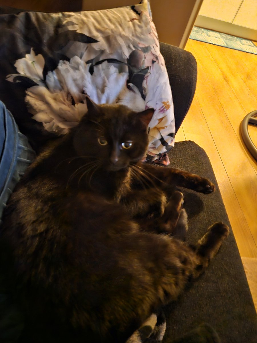 MissNatasss's tweet photo. Vanavond lekker serie gekeken op de bank met Lucky erbij! 😺 https://t.co/iEeRURpnze