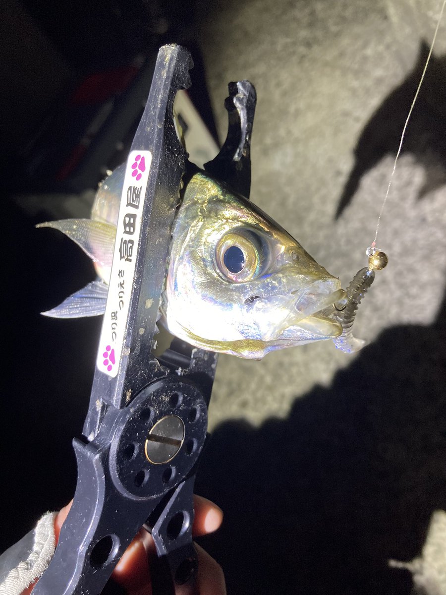 jeross_Chamile's tweet image. うーん、なかなか25cmアップが釣れない…

渋くなるシーズンの少ないアタリの中、チャンスをモノに出来る！
なんだかんだバーサタイルで、オールシーズン愛用しているダッシュヘッド🎣

いつもありがとう😘

#アジング
#ベイト
#ヤマイ
#ステキ針
#DASH_HEAD_HOOK S
#キャロ