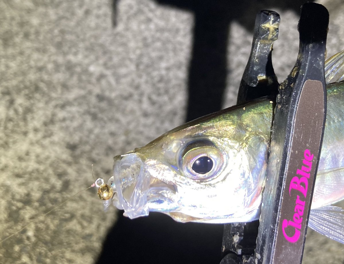 jeross_Chamile's tweet image. うーん、なかなか25cmアップが釣れない…

渋くなるシーズンの少ないアタリの中、チャンスをモノに出来る！
なんだかんだバーサタイルで、オールシーズン愛用しているダッシュヘッド🎣

いつもありがとう😘

#アジング
#ベイト
#ヤマイ
#ステキ針
#DASH_HEAD_HOOK S
#キャロ