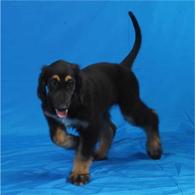 SolanaDali's tweet photo. Yo @rektober 

This is the first ever Cloned Dog

GSH3TNGNdHLHqbaVTxUkBphr5CWxQAN9xGTX1jZ6GjEf

Snuppy ask ChatGPT, Guinness World Records Etc https://t.co/iE8qr0zVCK