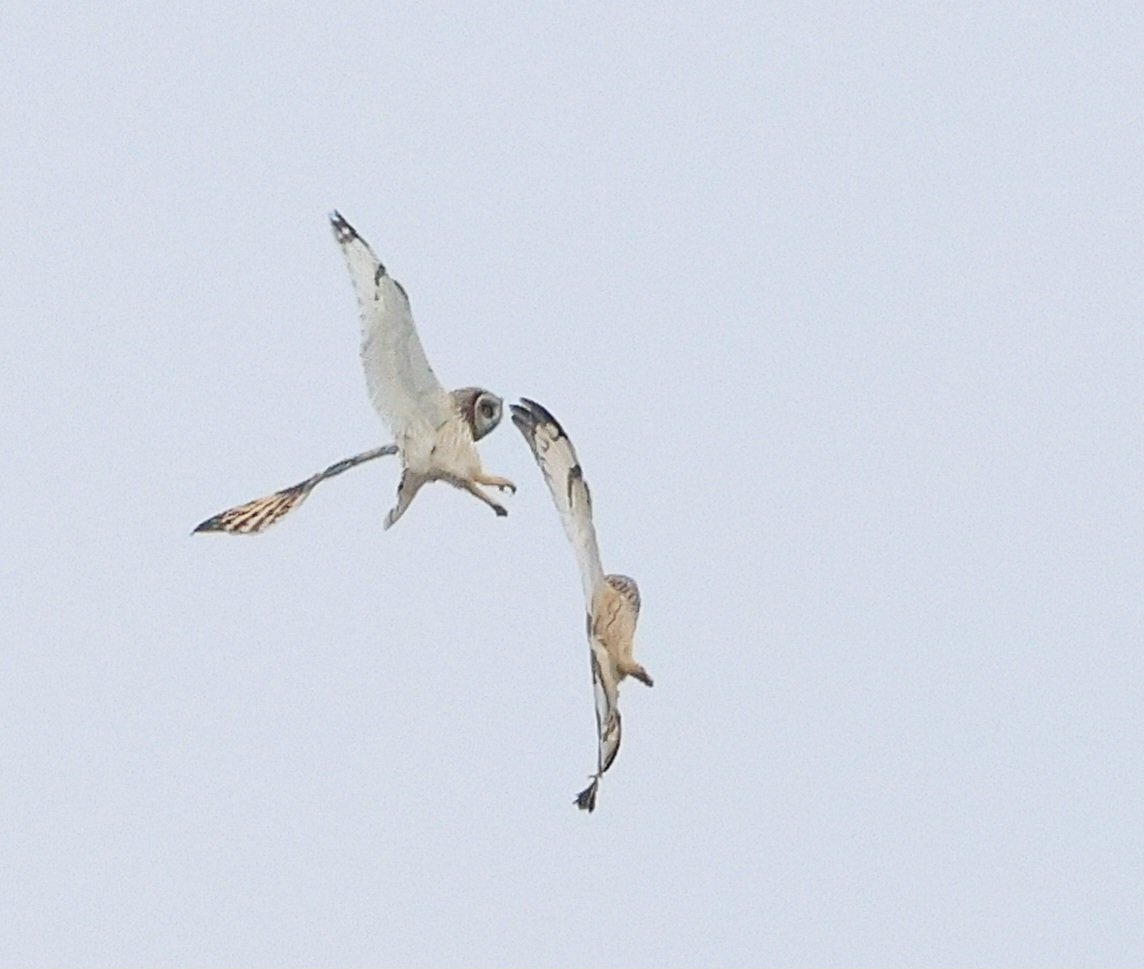 Holwell shorties cheering up a cold, murky day.