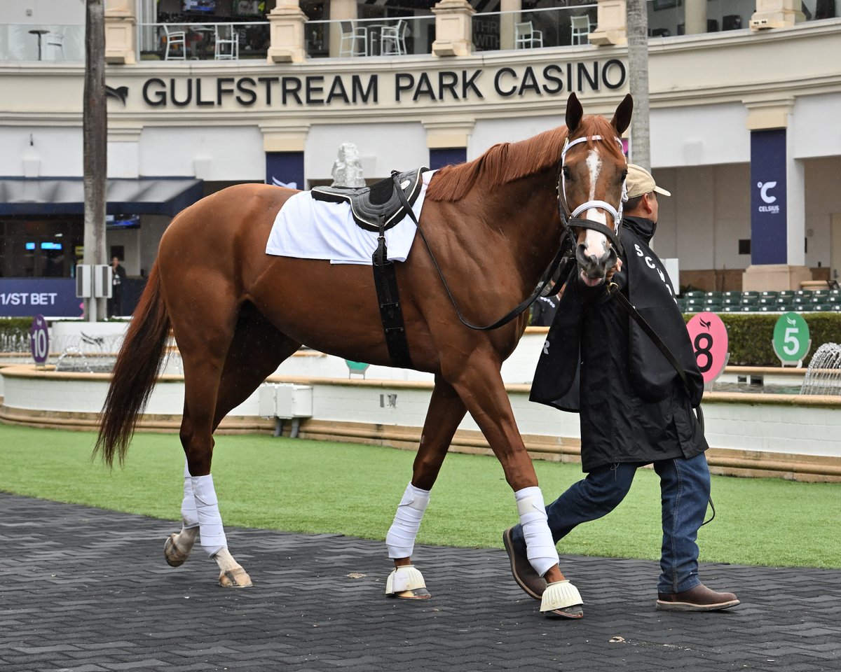 PegasusWorldCup's tweet photo. Stablemates #Crupi and #Locked schooling for Saturday's #PegasusWorldCup! https://t.co/xZA8FkISzQ