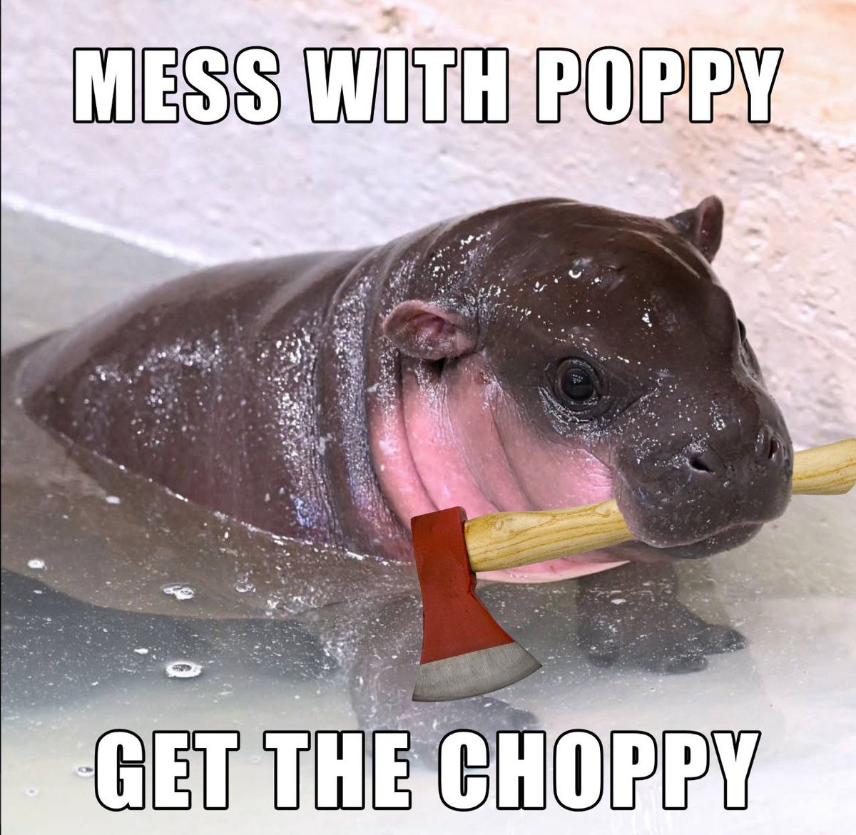 _NotGiuseppe's tweet photo. @pumpdotfun Dinner and then persuade them to come to our side

$poppy disarms and charms https://t.co/kO0PTyespP