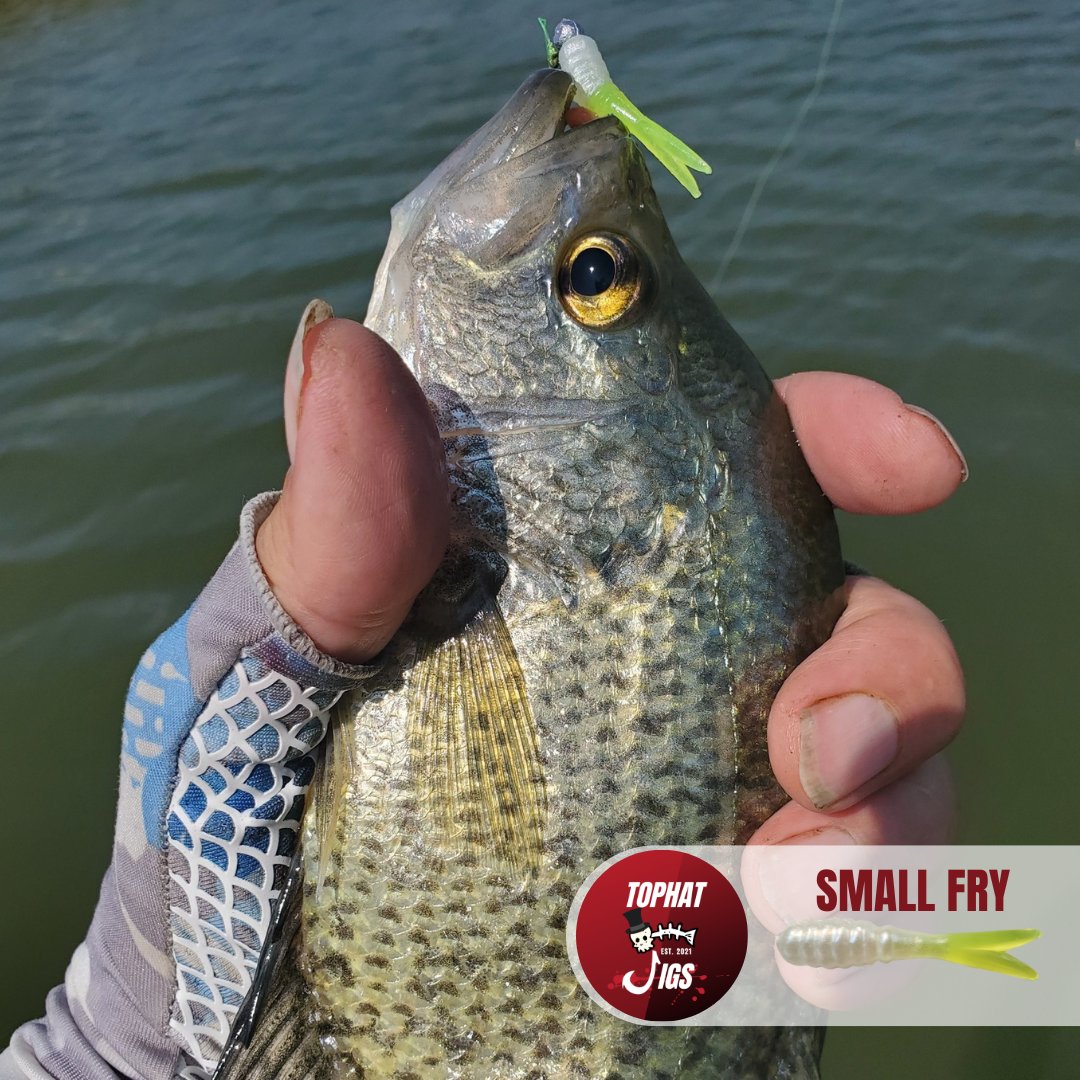 CrappieNow's tweet photo. #Winter #fishing doesn’t have to be tough—stock up on the Small Fry from #TOPHATJigs to get those sluggish fish to bite! This 1.25-inch bait with a split tail is perfect for when fish are finicky. With 10 colors, you’ll have the bait for any condition.
https://t.co/nmFXrdzXnW https://t.co/rsfIGJMnye