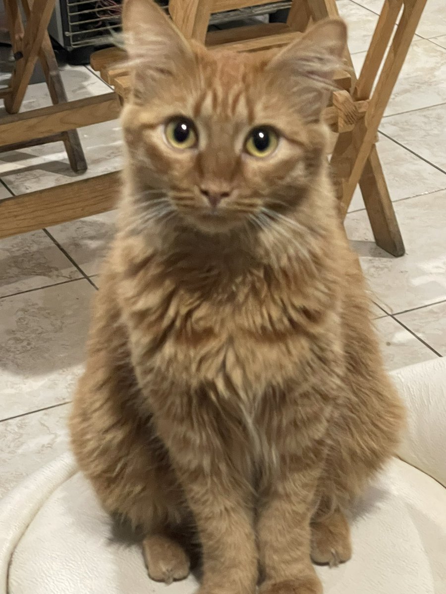 elbacf's tweet image. A veces me dicen cosas que me hacen enojar, pero llego a mi casa, veo a mi gata y se me pasa.