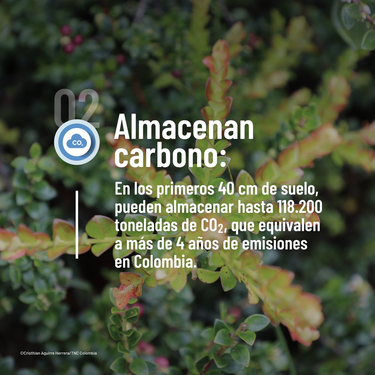 ✨ Los páramos almacenan agua y carbono, y su biodiversidad mantiene el equilibrio natural. 🌱

Además, garantizan el flujo constante de agua y contribuyen a enfrentar las alteraciones ambientales. 💧🌿