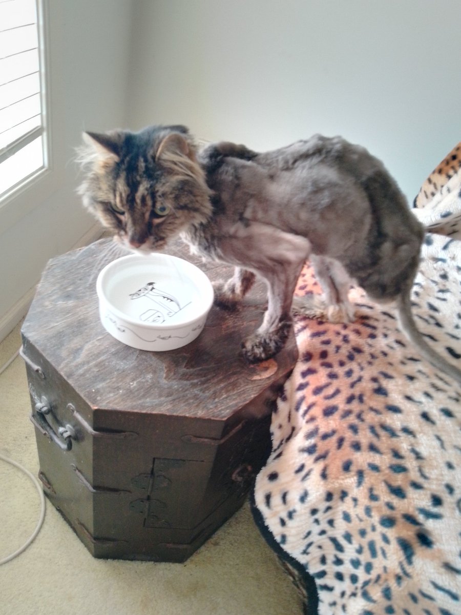 Three-legged Jake in the nude. A skinny 20 year old boy revealed after shaving off his knots. While he won't make the centrefold of the annual He-Cat calendar, Jake is just happy to be free of the tangled and matted mess that was his coat of fur.   😊😊😊😊😊