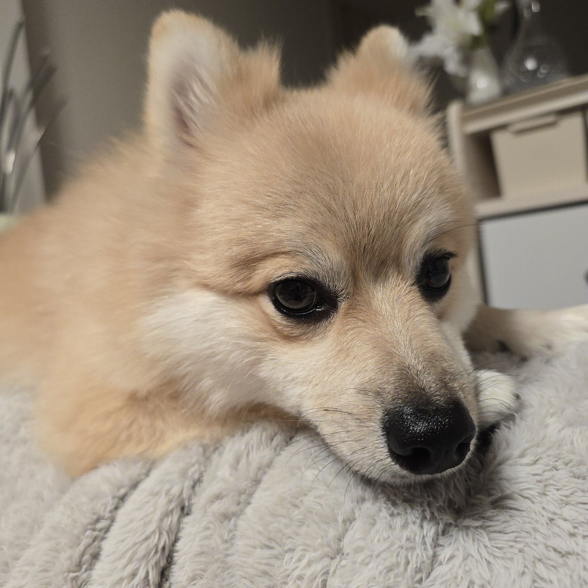 cocomaru_0711's tweet photo. .

🐶｢パパ帰ってくるのおそいよ…｣

パパが帰ってくる時間の毎日ここまるさん🤭w

#ポメラニアン #柴犬カット #ポメ
#pomeranian #dogoftheday 
#犬のいる生活 #犬のいる幸せ https://t.co/bO7f2jcIJu