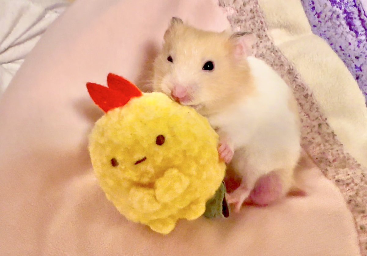 nV6qocNe48MGjad's tweet photo. えびふらいのしっぽちゃん
ウマウマでち🐹💕

た、食べないでね💦💦
お友達だから…😢 https://t.co/YHUVPTzoFB