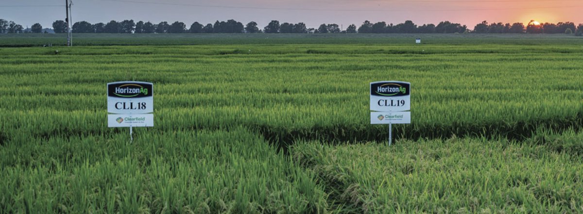 SPONSORED CONTENT — "Signs are pointing to high rice seed demand for 2025, and reliable seed suppliers like Horizon Ag, who stepped up to help meet the increased demand last year, are preparing to do the same this season." ricefarming.com/current-issue/…