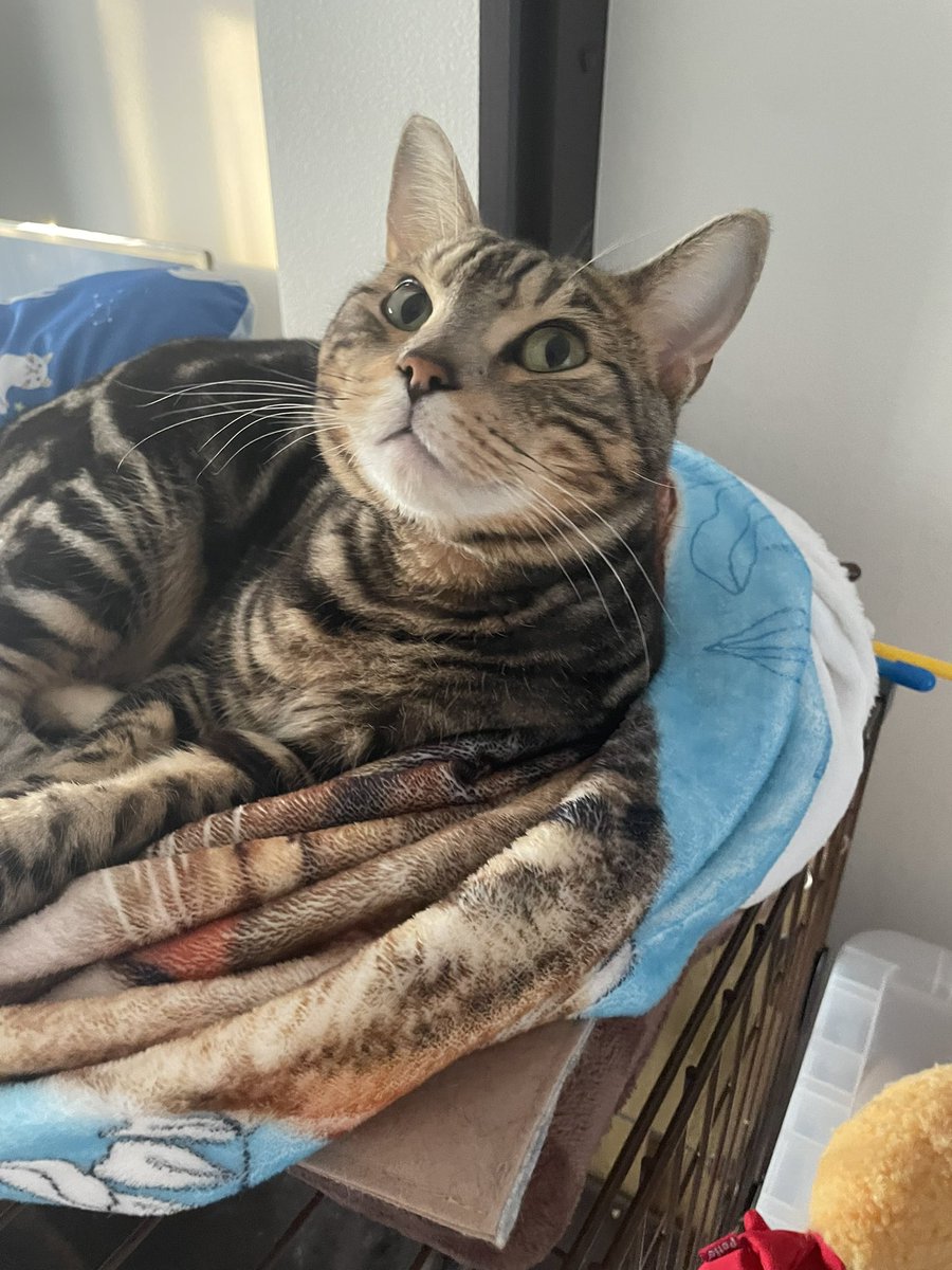 genettakun's tweet image. 今日は僕の誕生日にゃ😽

4歳にゃ😻

#ジェネ君 
#mb810
#heartfm810