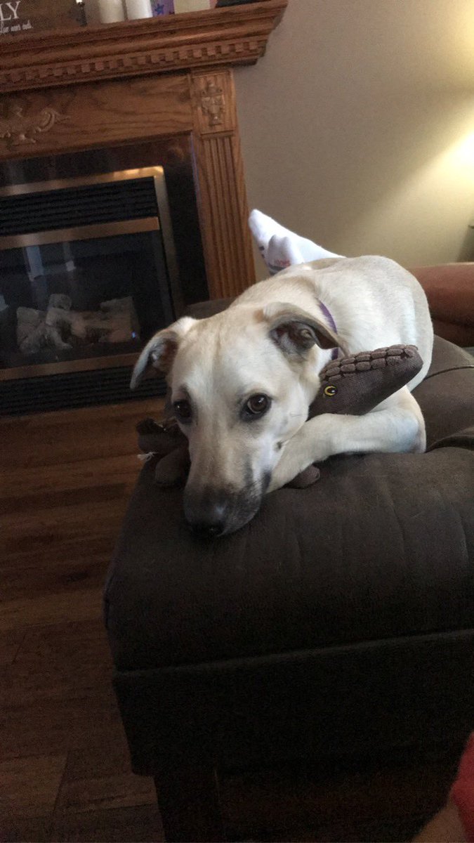 #ChewyLeafsMVPets