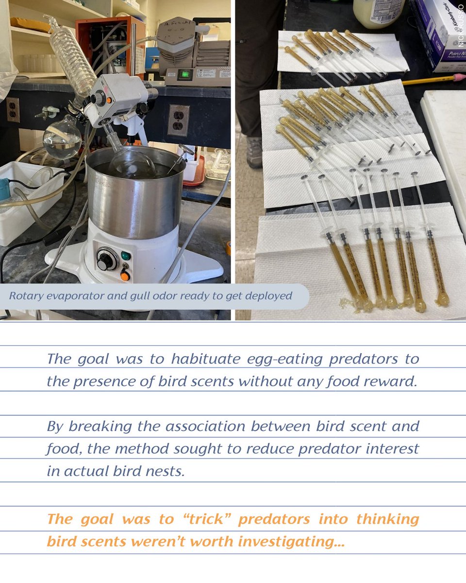 Association of Field Ornithologists tweet media