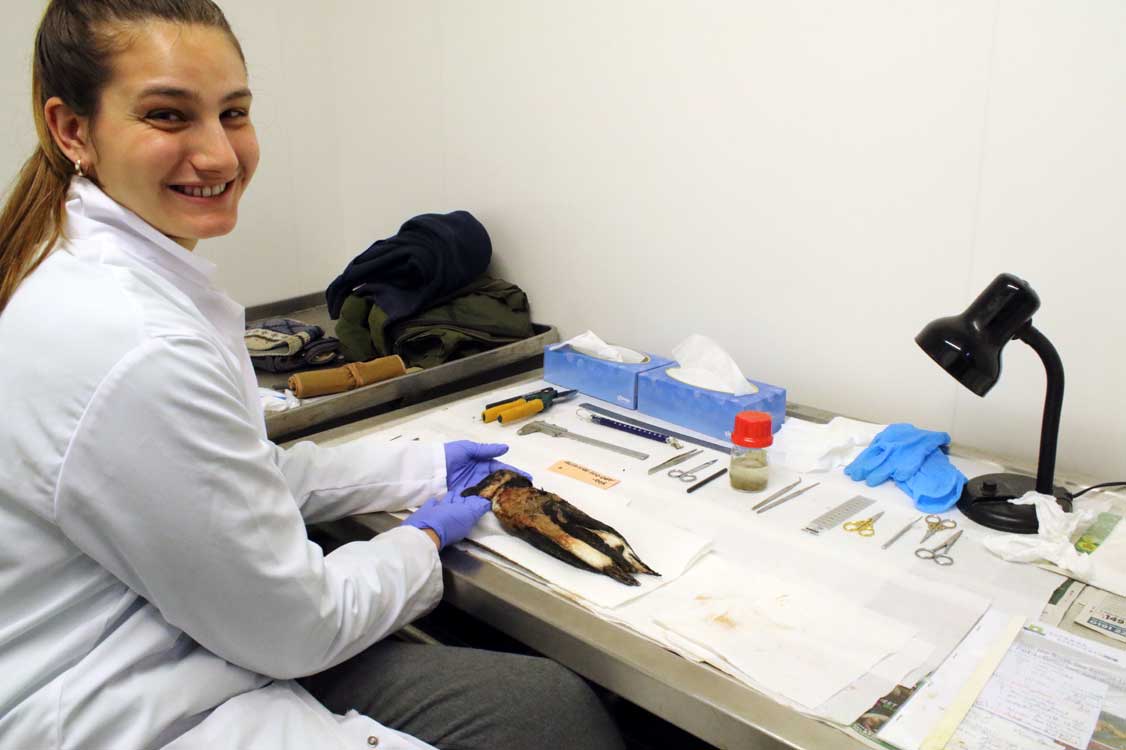 Dan Turner (@dant_coast) on Twitter photo Wednesday, 22 January 2025.
We worked on 3 razorbills today <a href="/NCLDoveMarine/">NCL Dove Marine Lab</a>. In the photograph we see PhD student Elayna Daniels (of Liverpool University) working on her own second ever razorbill full necropsy / analysis, under tuition. (Bird found by Chris Beneke, 3 Feb 2012). Wednesday, 22 January 2025.
We worked on 3 razorbills today <a href="/NCLDoveMarine/">NCL Dove Marine Lab</a>. In the photograph we see PhD student Elayna Daniels (of Liverpool University) working on her own second ever razorbill full necropsy / analysis, under tuition. (Bird found by Chris Beneke, 3 Feb 2012).