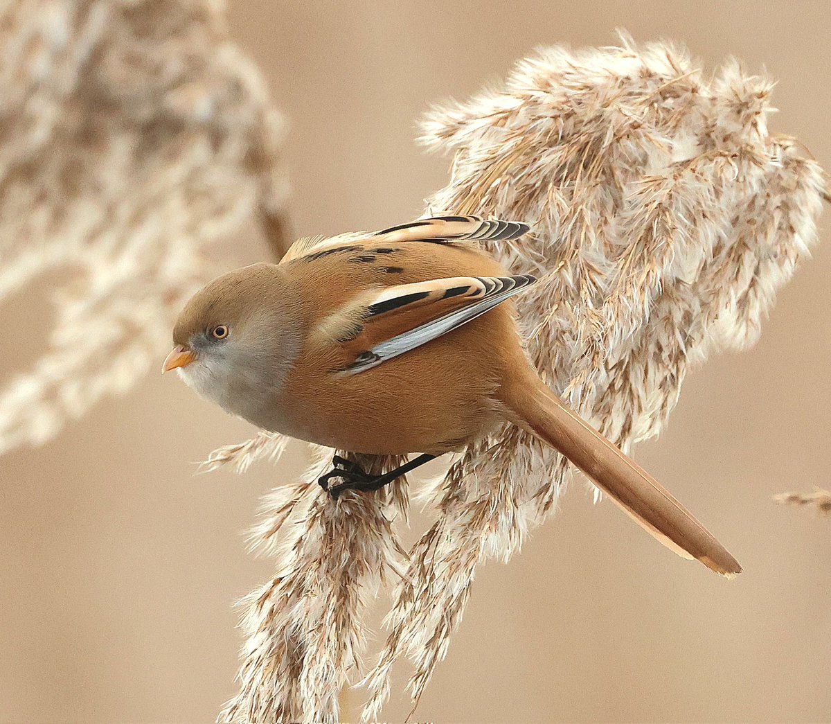 RSPB Ouse Fen Earith end on Monday this week.  Must go again soon.