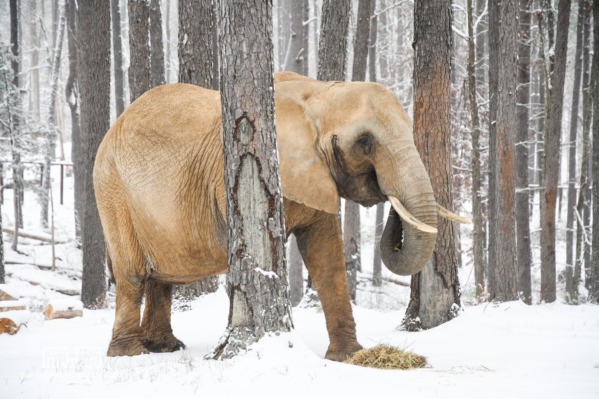 ElephantsTN's tweet photo. The snow has melted, but not before we caught a short video of Edie scooping it up to eat by the trunkful! Nosey also snacked on a bale of hay outside while Edie tasted the snow and ate donated Christmas trees. https://t.co/cTtZoHsrz1